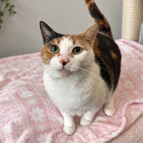 Amy - Domestic Short Hair (DSH) Cat