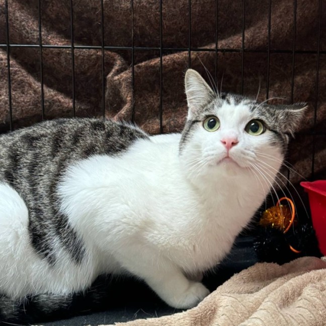 Photo of Prince**2nd Chance Cat Rescue**