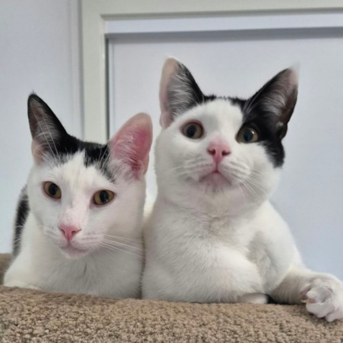 Jayden & Jeremy - Domestic Short Hair (DSH) Cat