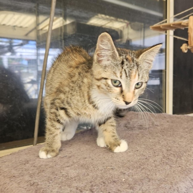 Photo of Calla  ** 2nd Chance Cat Rescue**