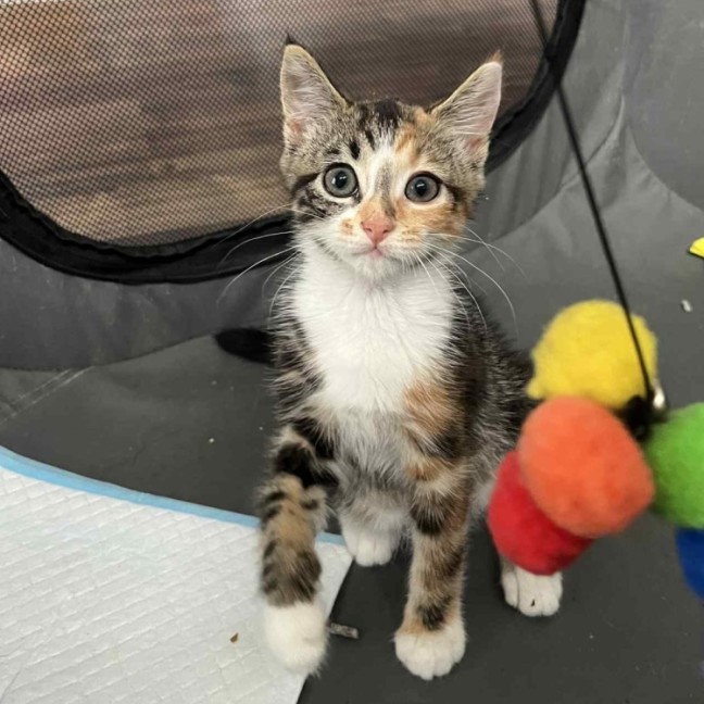 Photo of Piper 😽😽😽🌸