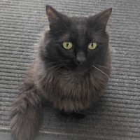 Photo of 🍝 Merlin 6510 🍝