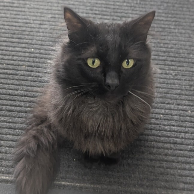 Photo of 🍝 Merlin 6510 🍝