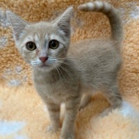 Photo of Mango