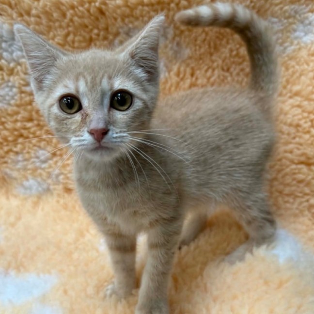 Photo of Mango