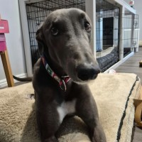 Photo of Bronson