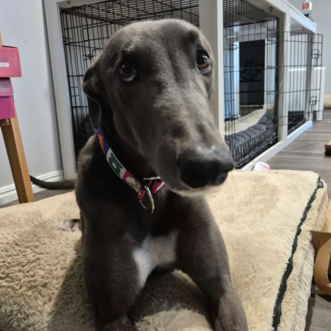 Photo of Bronson