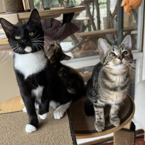 Glue & Gaga - Domestic Short Hair (DSH) Cat
