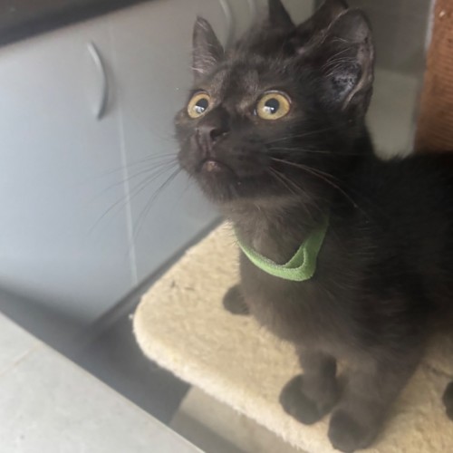 Presley  - Domestic Short Hair (DSH) Cat