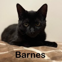 Photo of Barnes 