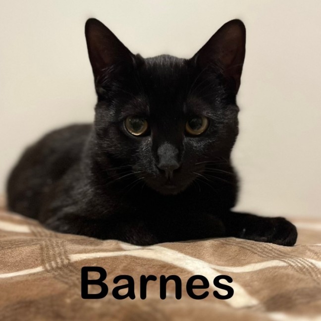 Photo of Barnes 