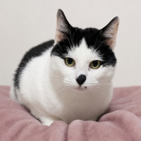 Photo of Layla