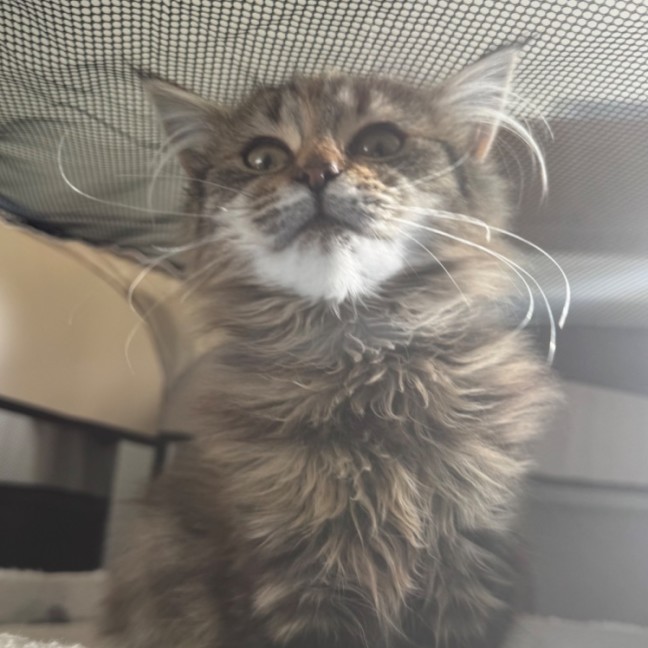 Photo of Prim