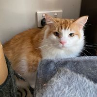 Photo of Fluffy