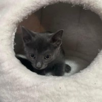 Photo of Snap Dragon