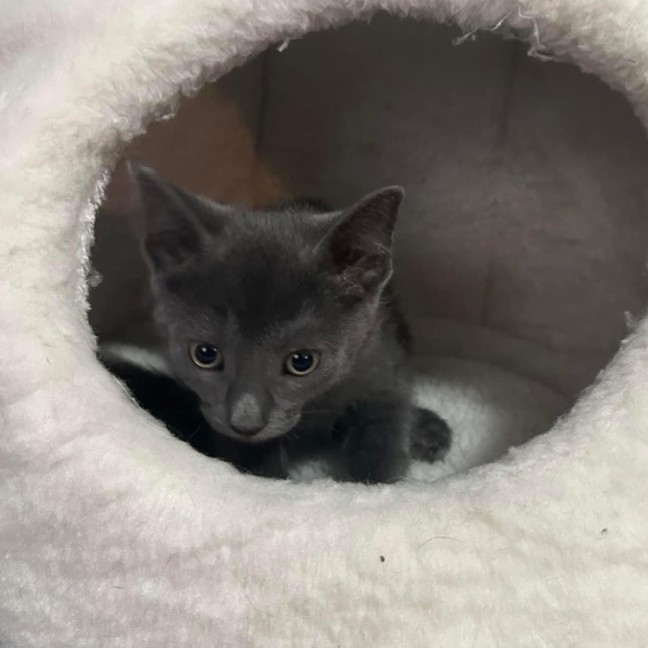 Photo of Snap Dragon