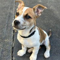 Photo of Impish