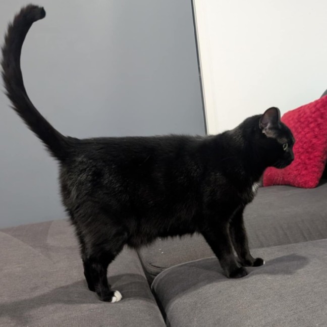 Photo of Tiger And Sock