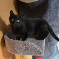 Photo of Kebbi**2nd Chance Cat Rescue**