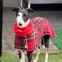 Photo of Betsy, The Cat Friendly Greyhound