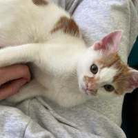 Photo of Winston 