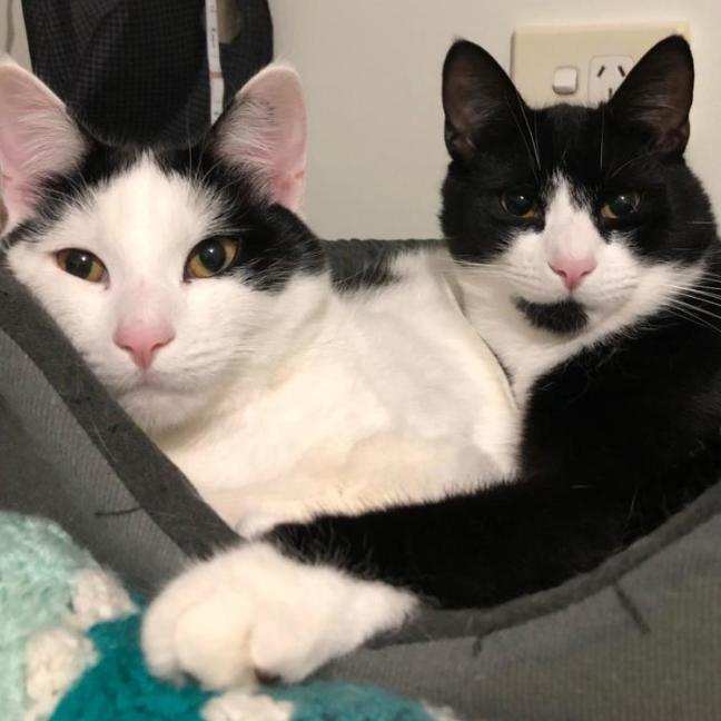 Photo of Jake & Jasper 💙