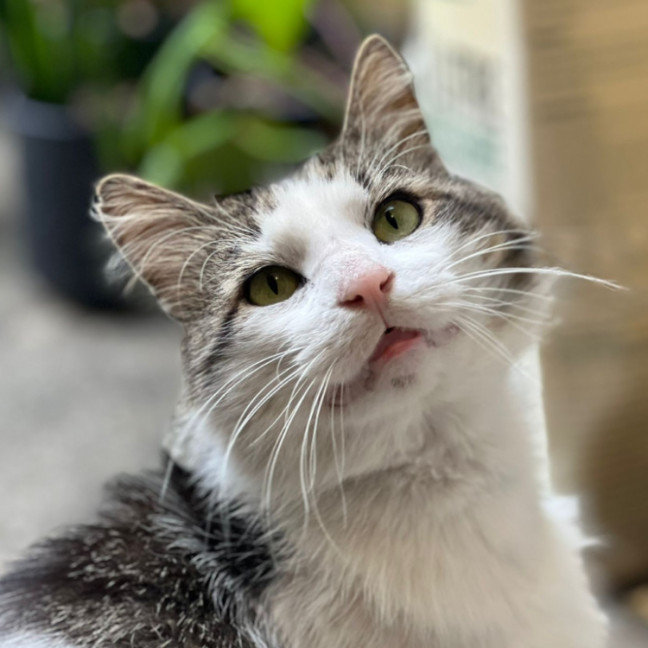 Photo of Mr Cat (A.K.A.Mr Mystery Cat)