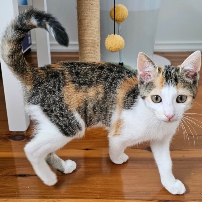 Photo of Princess Patches