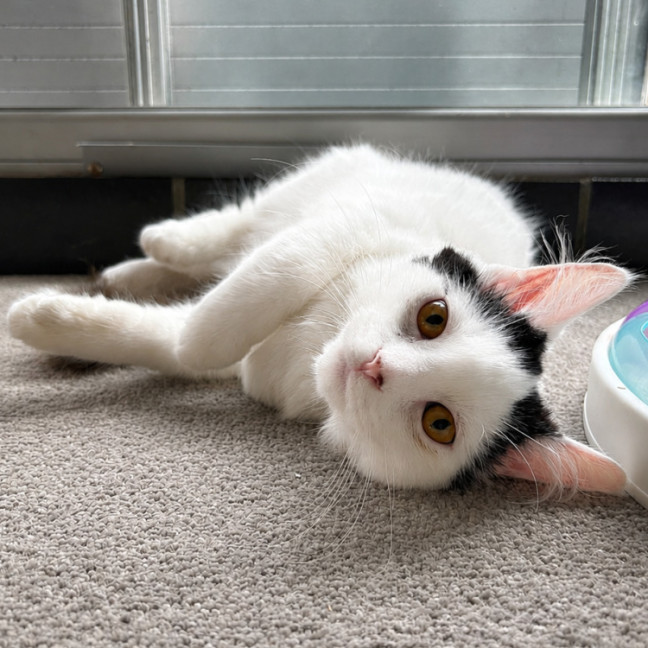 Photo of Meeko