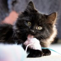 Photo of Tyson