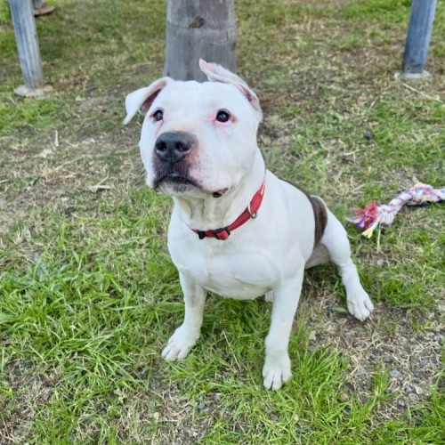 Stewie  - American Staffordshire Terrier Dog