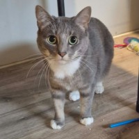 Photo of Eva **2nd Chance Cat Rescue**