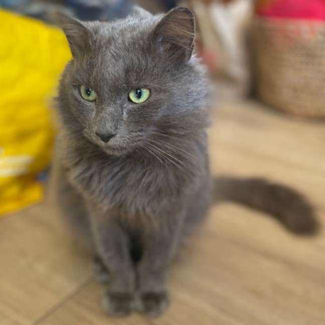 Photo of Morris 💙