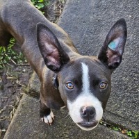 Photo of Brayleyana