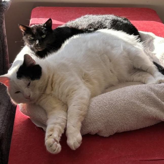 Photo of Horace & Blackie 