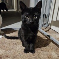 Photo of Evita ** 2nd Chance Cat Rescue**