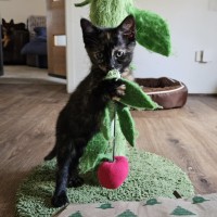 Photo of Mona Lisa **2nd Chance Cat Rescue**