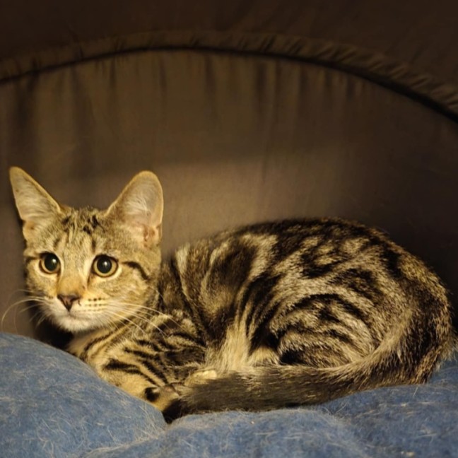 Photo of Chimon **2nd Chance Cat Rescue**