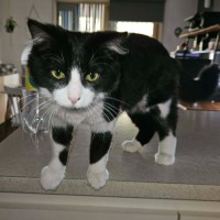 Photo of Abigayil  ** 2nd Chance Cat Rescue**