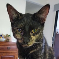 Photo of Astra
