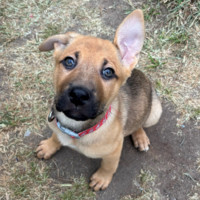 Photo of Jane Goodall