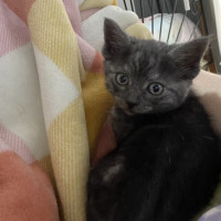 Photo of Gandalf