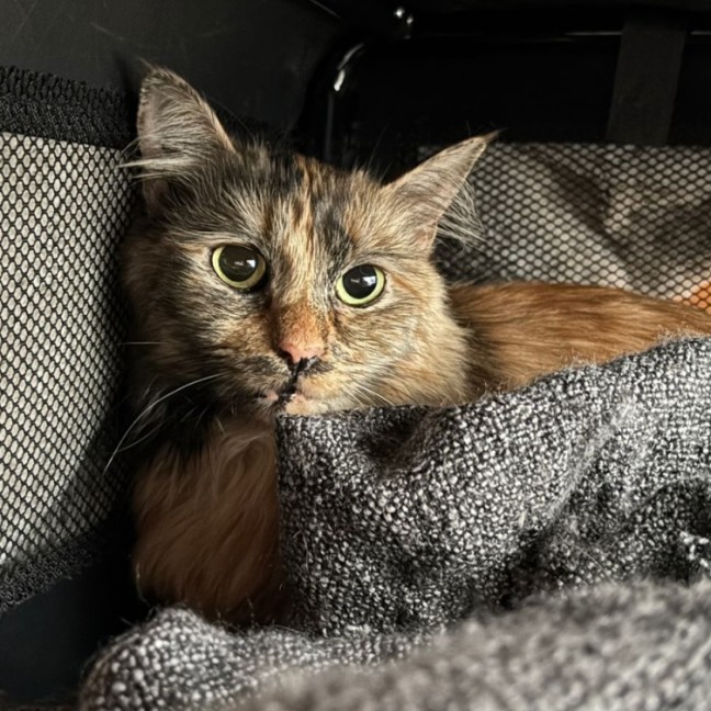 Photo of Agatha