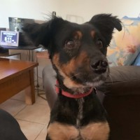 Photo of Pepper