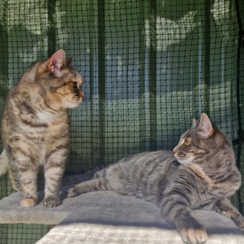 Roo - Domestic Short Hair (DSH) Cat