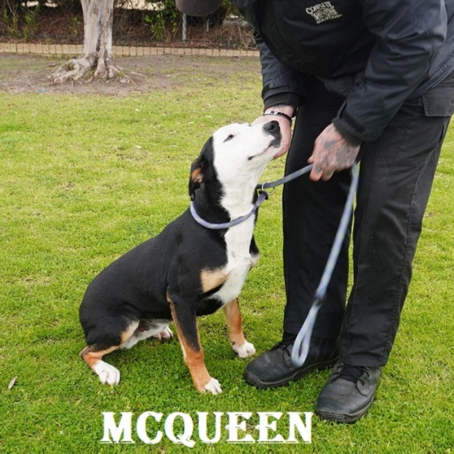 Photo of Mc Queen