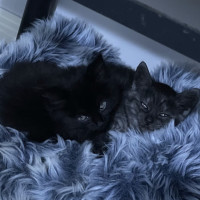 Photo of Pippin
