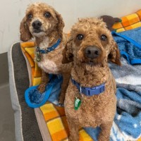 Photo of Penn And Teller 