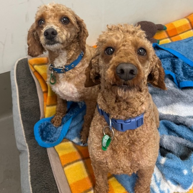 Photo of Penn And Teller 