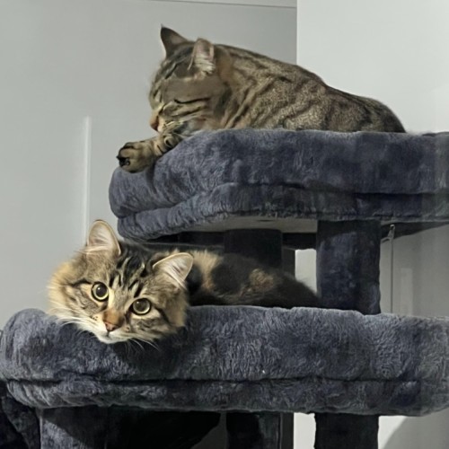 Rayne and River - Domestic Medium Hair (DMH) Cat